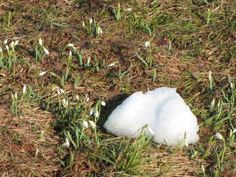 Datei:KL Erste Schneeglöckchen März.jpg