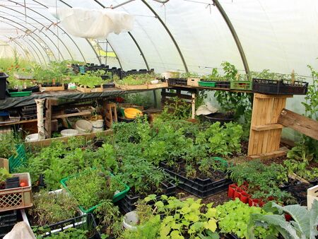 Folientunnel 2 im Mai mit Jungpflanzen