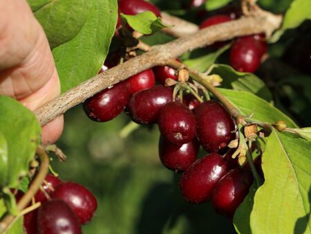 Dunkle Dirndln am Strauch