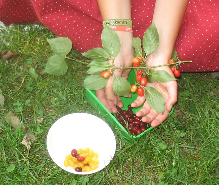 Datei:Gelbe rote Dirndl Hand.jpg