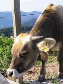 Sommerfrischlerin der Eisensteinalm