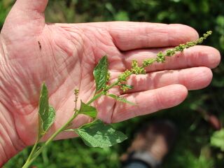 Samenstand Guter Heinrich - Wildkräutergenuss bis in den Spätherbst