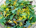 Wildkräutersalat mit Blütenblättern