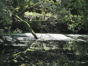 Spiegelung des Teichufers