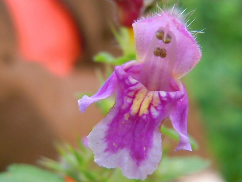 Datei:Lippenblütler Piri.jpg