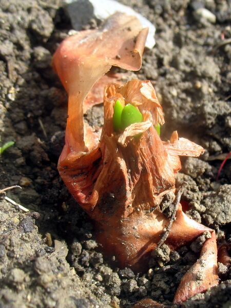 Datei:SG- Zwiebeltrieb.jpg