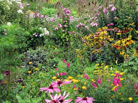 Steinschaler Blütenvielfalt im Sommer