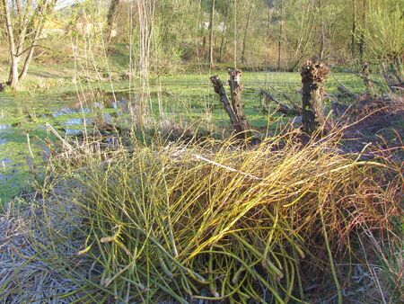 Kopfweiden schneiden im Frühjahr