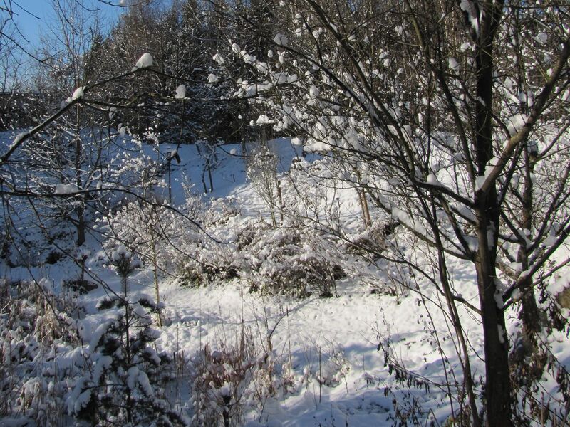 Datei:SH Südgartenbiotop - Winter.jpg