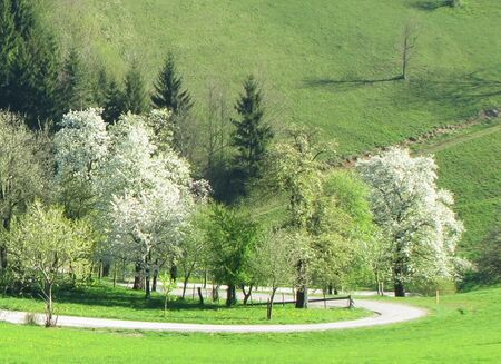 naheliegende Obstgarten im Frühling