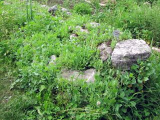 Wildkräuter-Produktion Schildampfer