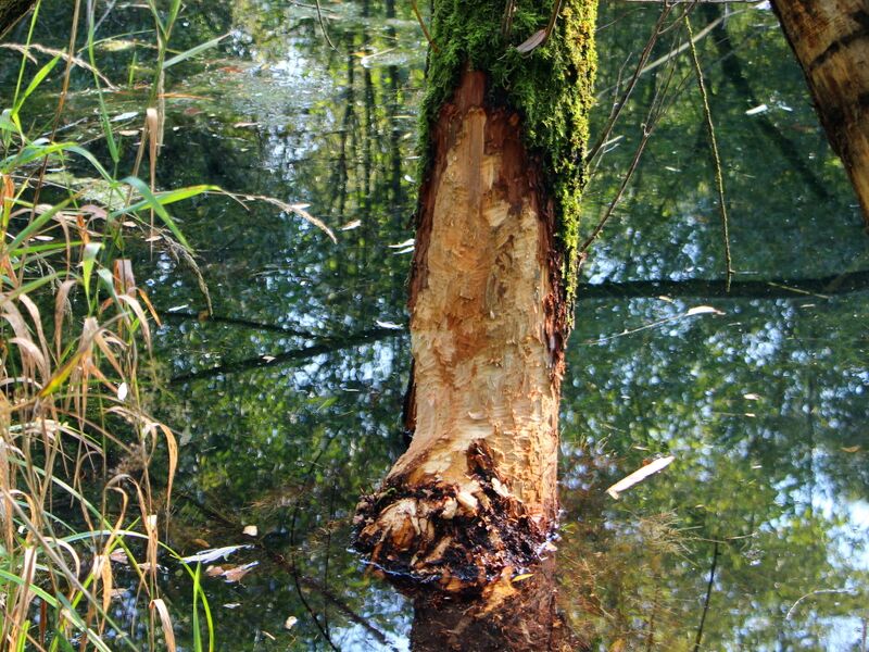Datei:SG PG Teich3 Biberbaum Sept.JPG