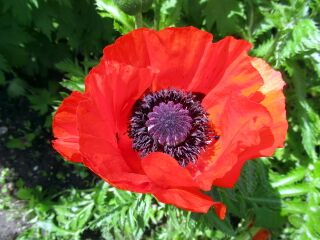 dekorative Mohnblüten