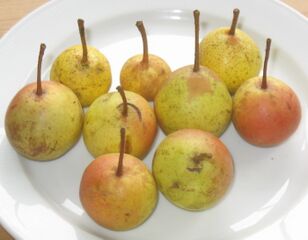 Holzbirnen - alte Mostbirnensorte