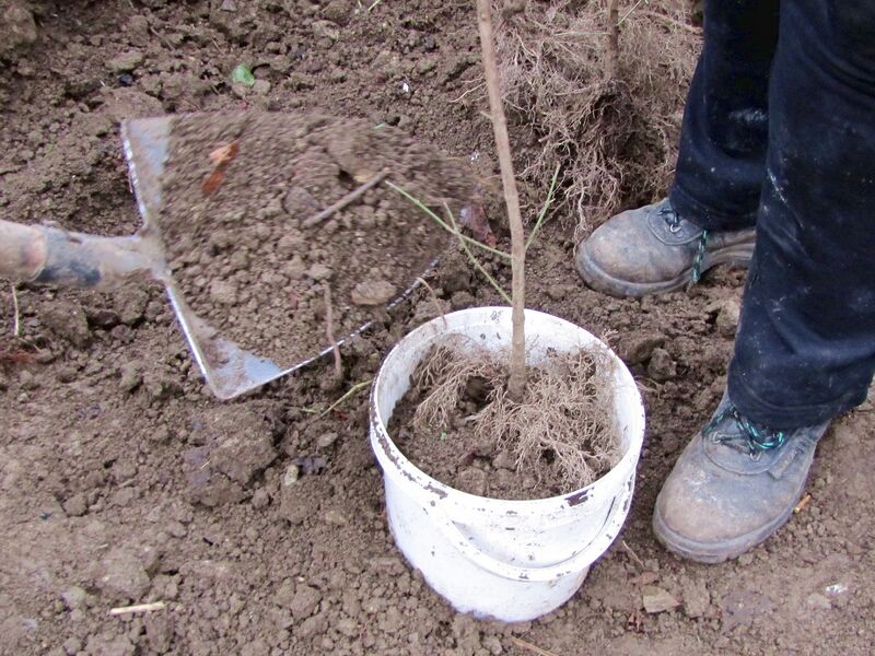 Datei:SG Dirndl topfen.jpg