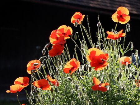 Naturgarten: Mohnblüte im Gegenlicht