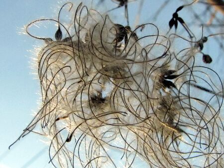 Waldrebensamen im Winter