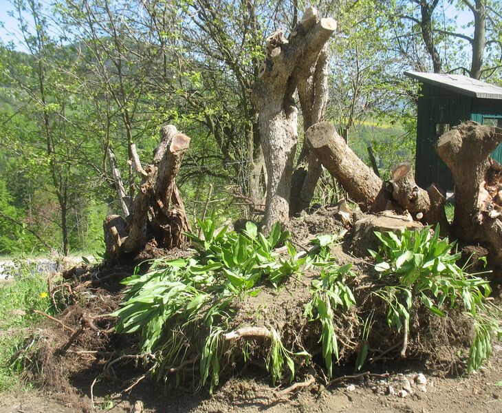 Datei:Versetzen von Stümmel Dirndln.jpg