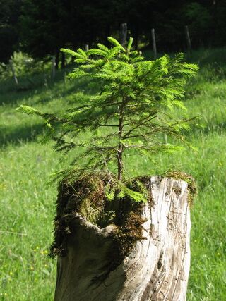 Fichte im Baumstupf