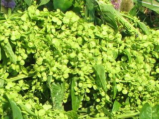 reicher Gartenmelde-Samen