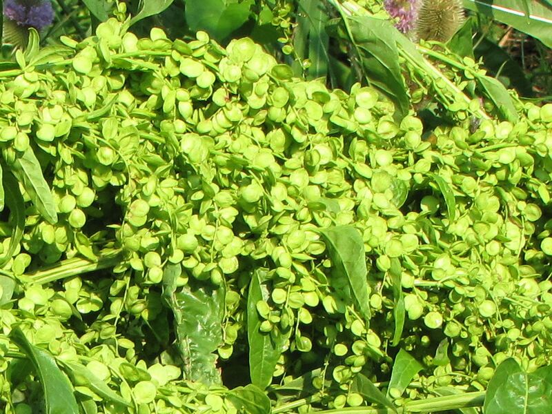 Datei:SG- Grüne Gartenmelde-Samen.jpg