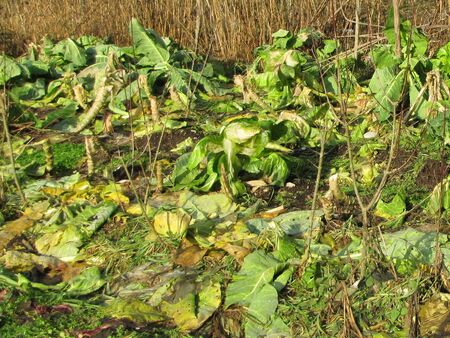 wichtiger "Wintermulch" durch Erntereste