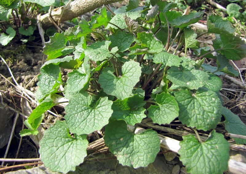 Datei:SG Knoblauchsrauke jung.jpg