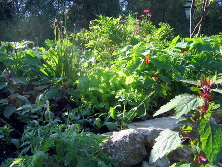 Wildkräuter aus der Vielfalt der Biogärten