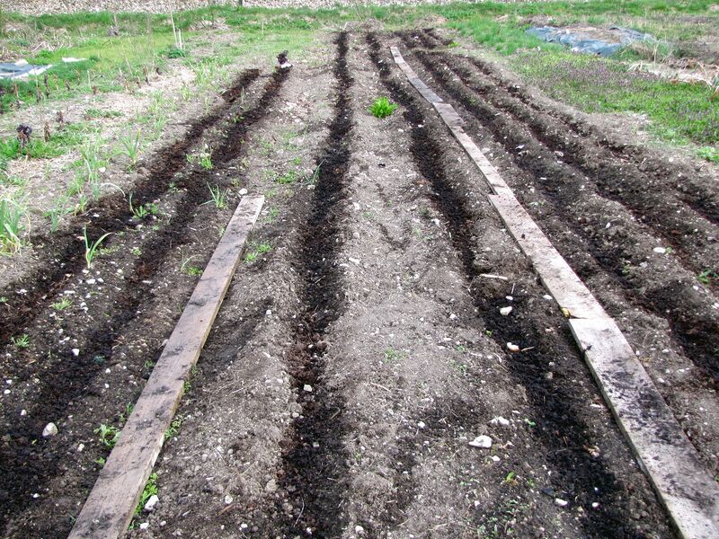 Datei:SG-Einsaat mit Mulch.jpg