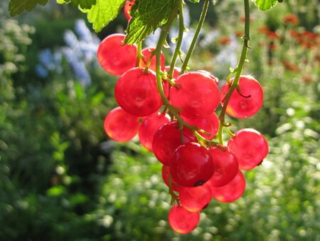 rote Ribisel