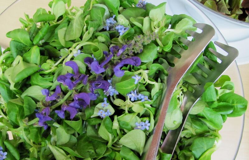 Datei:SG Vogerlsalat.jpg