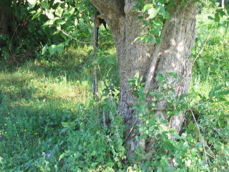 Mächtige Dirndl als Versteck