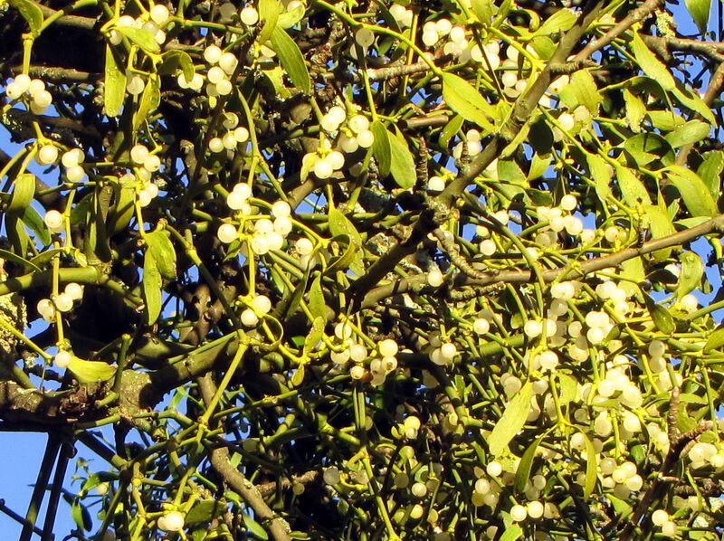 Datei:Mistel auf Baum.jpg