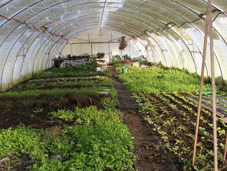 Folientunnel mit Schneedecke