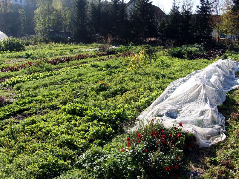 Datei:SG Pielachbett Okt 28 2014.jpg