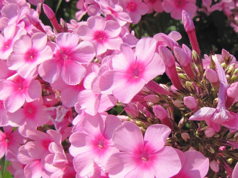 Datei:SG Phloxblüten.jpg