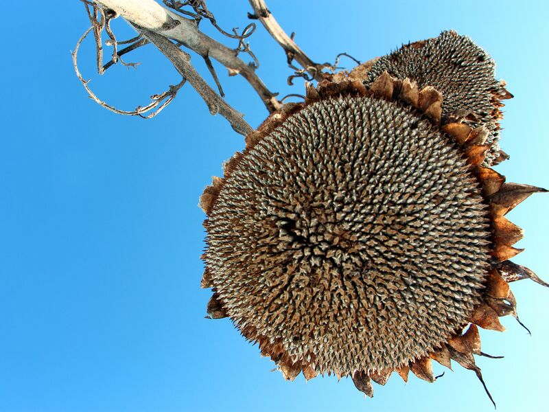 Datei:SG Sonnenblumen Samenstand Winter .jpg