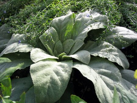 Herbstrosette der Königskerze