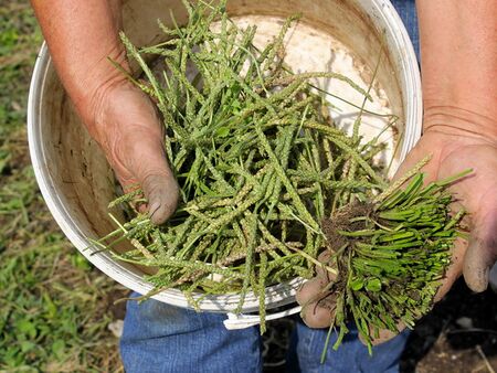Hirschhornwegerich Pflanzen Samen