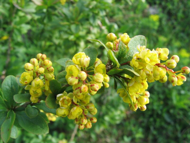 Datei:Berberitze (Berberis vulgaris) Blüte.jpg
