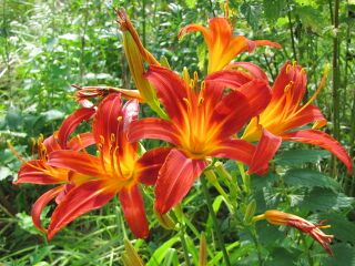 essbare Lilienpracht