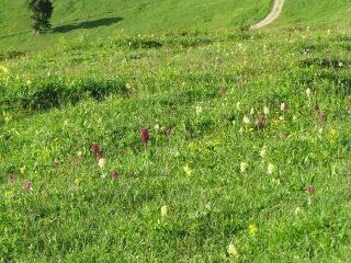 Orchideenparadies im Dirndltal