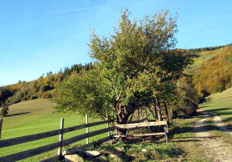 Datei:Erste Dirndstaude Dirndlweg.jpg