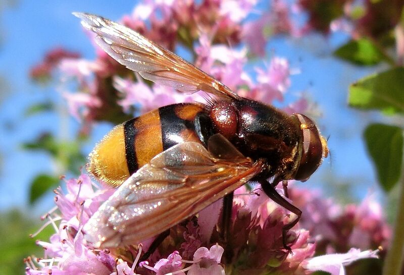 Datei:Hornissen-Schwebfliege Gnadl.jpg