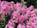 Blühende Pracht im Sommer: Phlox