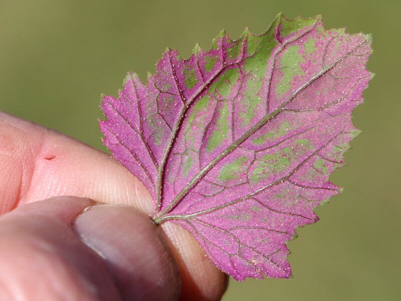Datei:SG Rückseite Magentamelde gewischt.jpg