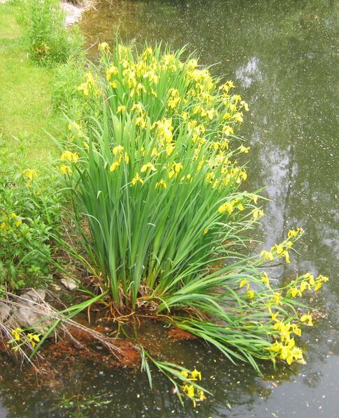 Datei:SH Sibirische Lilie S-Teich.jpg