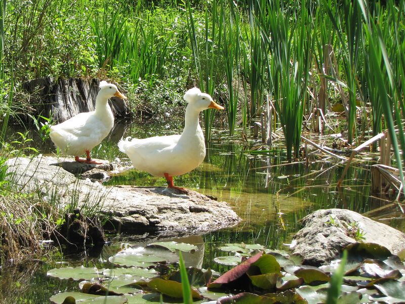 Datei:SG SGBiotop Schopfenten 2.jpg