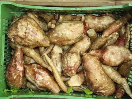 frische Yacon in Erntekiste
