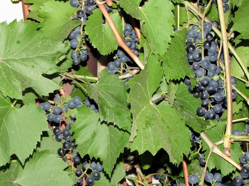 Datei:Sh Weintrauben vor Fenster.jpg